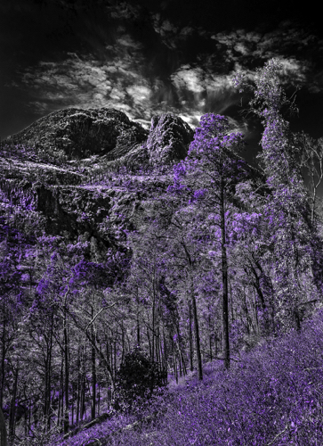 A Season of Lilac